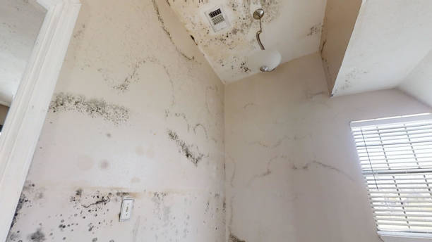 Best Environmental Consulting for Mold Prevention  in Foley, AL
