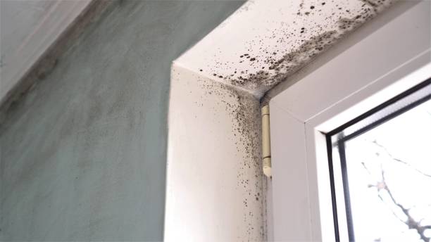 Trusted Foley, AL Mold Removal Experts