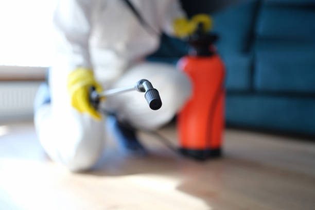 Best Basement Mold Removal  in Foley, AL