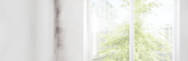 Best Mold-Related Health Consultation  in Foley, AL