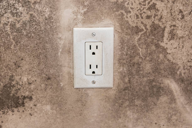  Foley, AL Mold Removal Pros